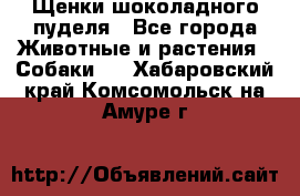 Щенки шоколадного пуделя - Все города Животные и растения » Собаки   . Хабаровский край,Комсомольск-на-Амуре г.